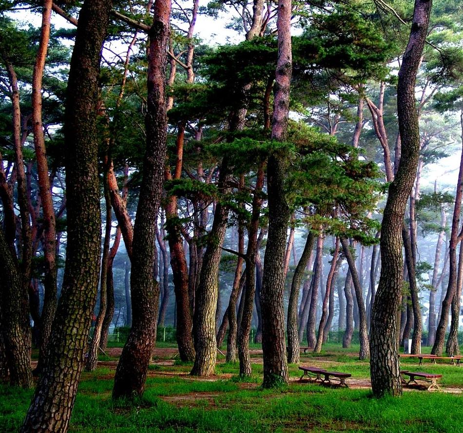 하동 송림.JPG
